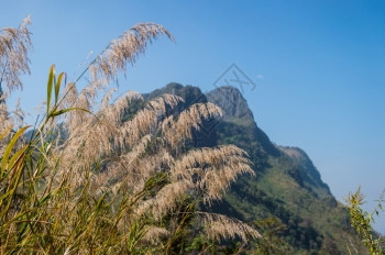 娱乐美丽紧闭花草和蓝天空走道图片