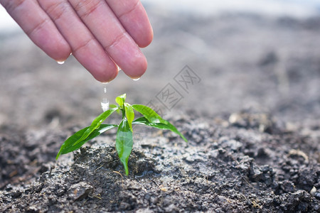 环境降低人们种植树木浇水树和图片