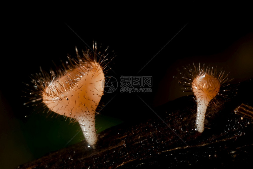 雨中美丽的粉红香槟蘑菇挂在木材上夏天亚洲新鲜图片