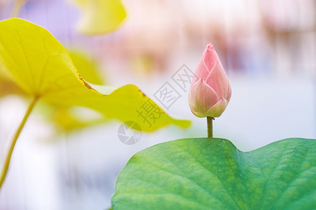 东方的雕塑祈祷寺庙里的粉色莲花图片