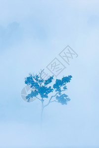 A绿树在热带雨林环境中单独存在气候变化概念侧重于树上Soft关注树上柔软的天气王冠图片