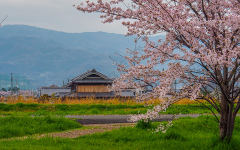 宁静乡村的树日本樱花与传统建筑背景日本乡村樱花图片