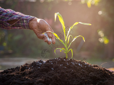 树为了将肥料植物食品施给土壤供蔬菜和花园的高级农民在有机花园中施肥浇灌幼苗的手季节图片