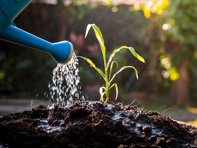 日落时在肥沃土壤中生长的青幼植物用手浇水在肥沃土壤中发芽在日落时可以饮水年轻的环境叶子图片