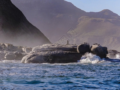 南非海豹湾的悬崖上等待着高温鸟团体景观旅游图片