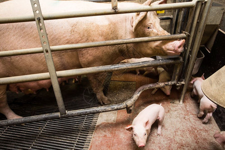 农场乳睡觉猪妈和她的小一起被关在笼子里养殖场动物猪妈和她的小在养殖场被锁笼子里图片