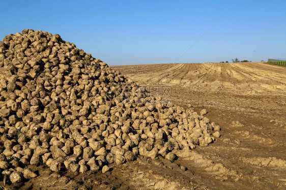 一个田地上的糖甜菜堆农村行业山图片