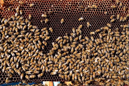 近距离观察蜂蜜在细胞上的工作健康养蜂业胶图片