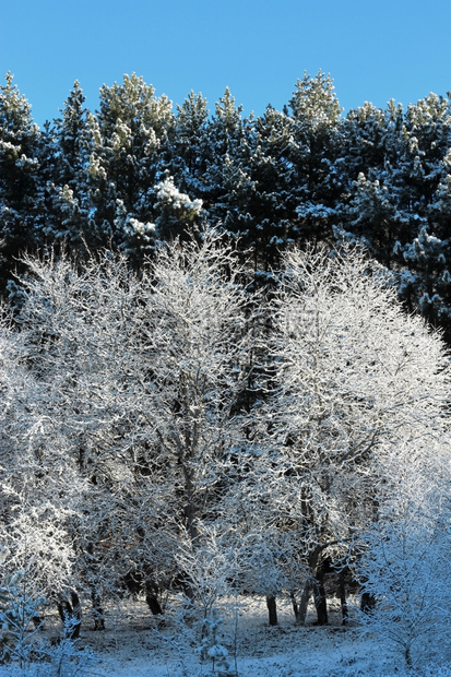 照明下雪的公园山上满是霜和积雪的树木图片