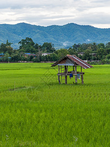 绿色高跷泰国农村稻田上的老木棚泰国农村的稻田家图片