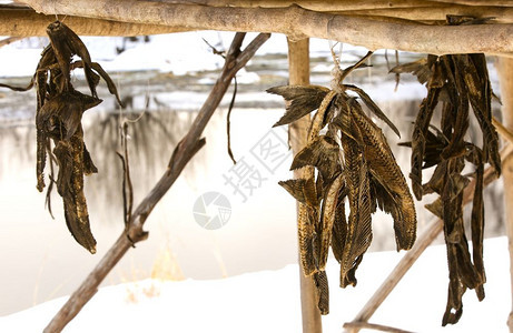 木制的头卡姆恰特为喂养狗而干燥的土著食用鱼团体图片