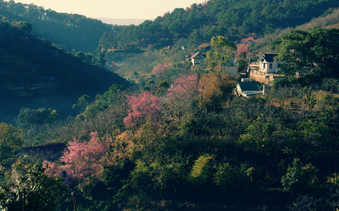 在Dalat乡村的美丽景色中春季旅行在Dalat乡村里房子在樱花松树林清草花在粉红色之中春天在越南农村景观精彩的平静图片