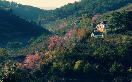 在Dalat乡村的美丽景色中春季旅行在Dalat乡村里房子在樱花松树林清草花在粉红色之中春天在越南农村景观精彩的平静图片