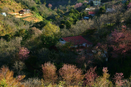 村庄在Dalat乡村的美丽景色中春季旅行在Dalat乡村里房子在樱花松树林清草花在粉红色之中春天在越南农村早晨环境背景图片