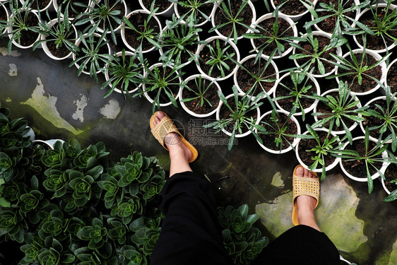 花瓣越南语最佳妇女穿着黑裤子和黄色塑料沙鞋在花园中行走农民脚踏地绿色植物种春季人耕的景象高处图片