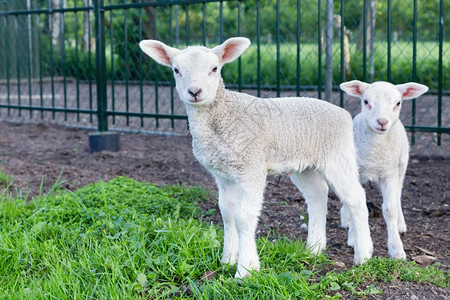 农业毛茸的两只小白羊羔在春天阳光明媚的白站在绿草地上爱好图片