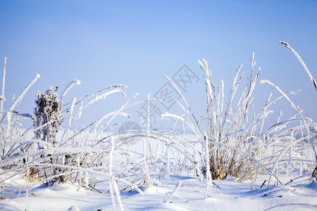 晴天美丽的冬季风景与道路和其他植物的美丽冬季景观天下雪的有冬季降阳光明媚的天气美丽冬季景象以及美丽的冬季景色颜磨砂图片