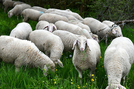 羊毛群自然丝带图片