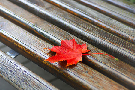 红色秋叶躺在木板凳上图片