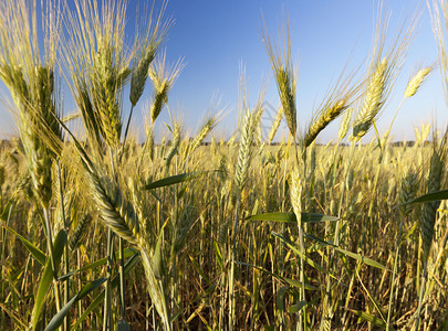 风所有的在蓝天背景下绿色黄黑麦植物开始成熟和干燥夏季绿色黄黑麦生长图片