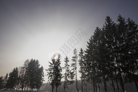 分支蓝色的白森林树木冬季风景覆盖着雪混合林与锥形树和低落混在一起图片