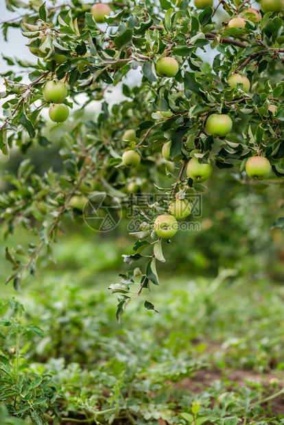 生长农场有机苹果挂在园的树枝上有机苹果挂在园的树枝上叶子图片