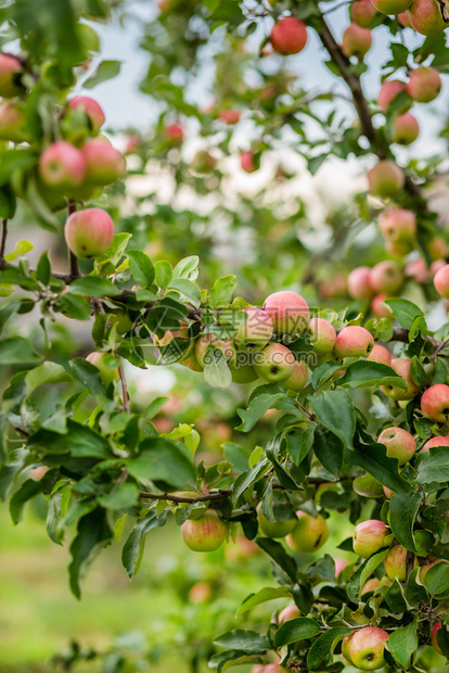 庄稼天空吃有机苹果挂在园的树枝上有机苹果挂在园的树枝上图片