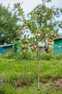 新鲜有机的收成苹果挂在园的树枝上有机苹果挂在园的树枝上图片