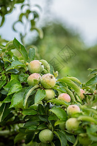 有机苹果挂在园的树枝上有机苹果挂在园的树枝上吃艺分支图片