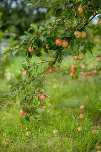 有机苹果挂在园的树枝上有机苹果挂在园的树枝上新鲜有机季节图片