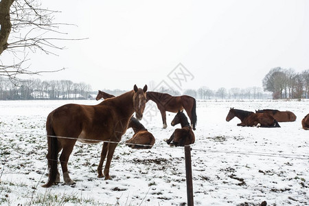 自然在寒冷的冬日站雪地里的马寒冷冬日站雪地里的白色冬马森林的图片