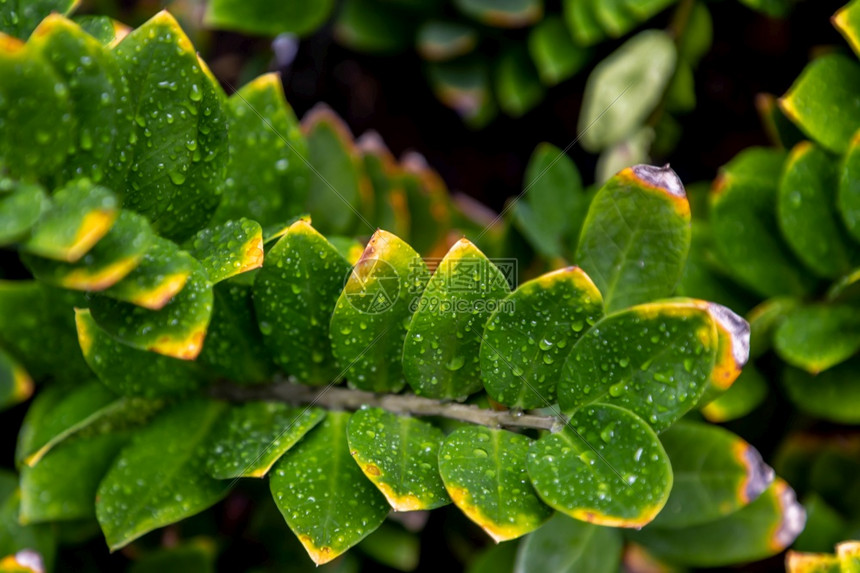 叶子绿树上的水滴在花园中美丽盛开选择焦点衬套花的图片