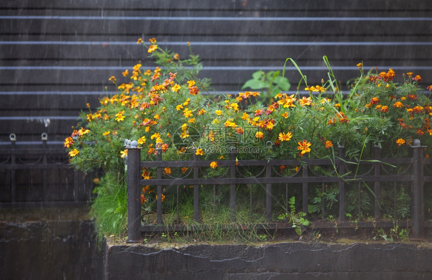 夏雨下的花棚朵中叶子滴明亮图片