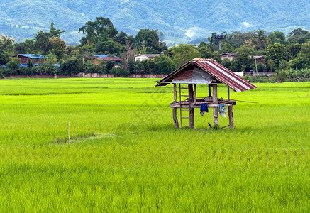 景观热带泰国农村稻田上的老木棚泰国农村的稻田草地图片