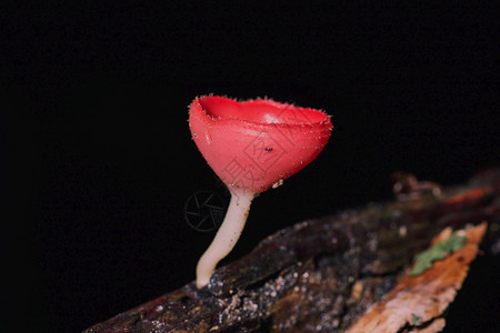 颜色苍蝇杯是橙粉红的在地上发现有枯木户外植物图片