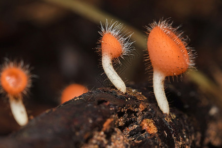 菌苍蝇杯是橙色粉红的在地上发现有枯木食物叶子图片