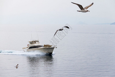 三个海鸥在雅典和埃吉纳之间的游艇前黄昏一天飞越大海滩食物自然图片