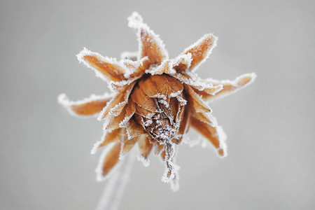 下雪的早晨在冬季花园的灰色背景下冻和的花朵雪图片