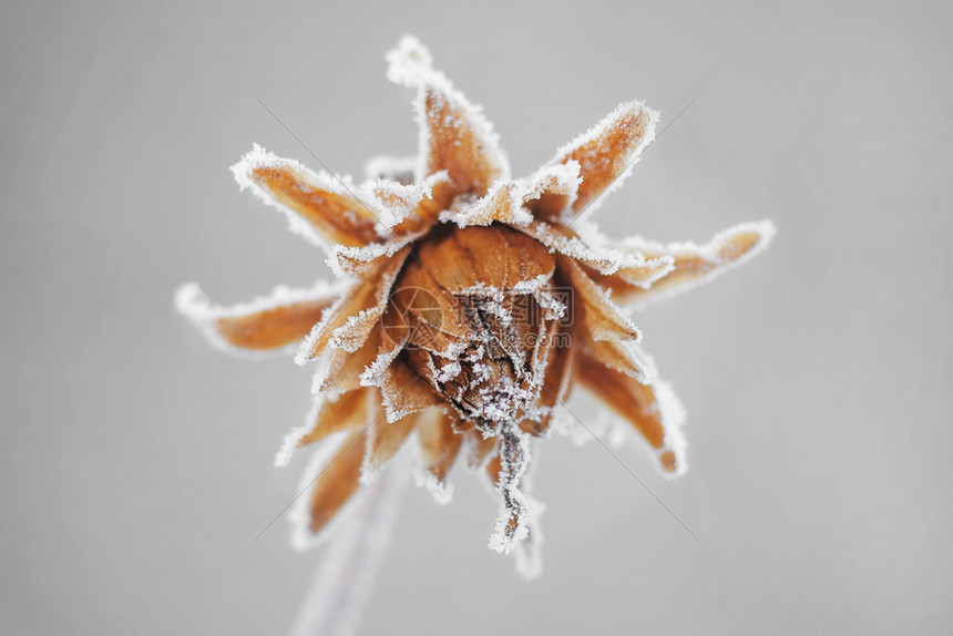 下雪的早晨在冬季花园的灰色背景下冻和的花朵雪图片