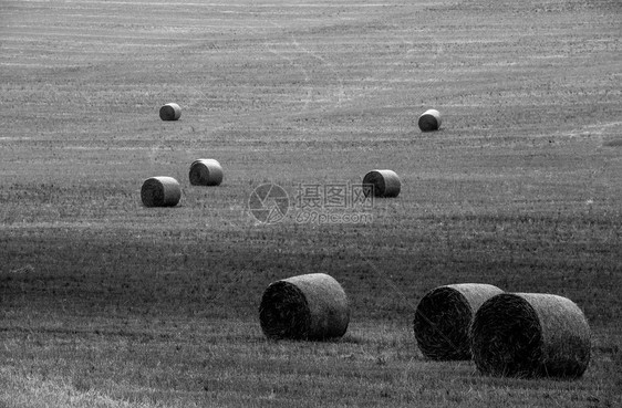 农田在波西米亚中部带草篮的收获田成干燥图片