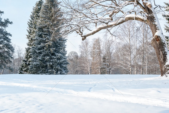 场景季节清除公园或冬季雪中森林的树木图片
