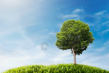 孤独空的地平线绿草上大树蓝天空背景图片