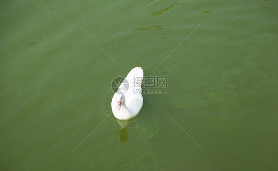 水禽湖养殖场的鸭子正在游泳以便等待食物的到来凫图片