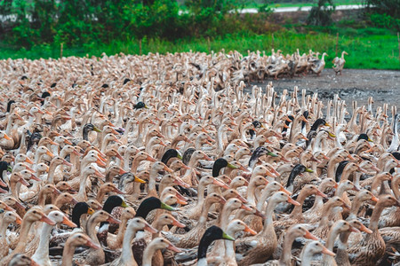 白色的一种荒野在Vietnam工业农场概念中的很多鸭子图片