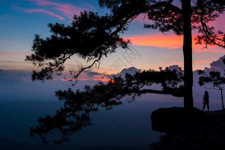 希克青年女子站在悬崖边缘的靠近一棵古老的松树在夕阳假日期旅游概念Silhouette期间观看山景一种闲暇女士图片