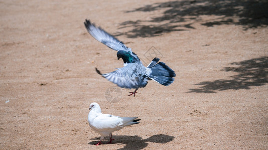 美丽的鸽子雄鸟让他女孩朋友印象深刻满翼的翅膀降落在地面上白鸽顶和平图片