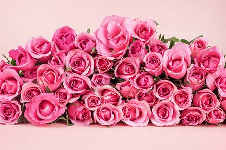 粉红色玫瑰花图片