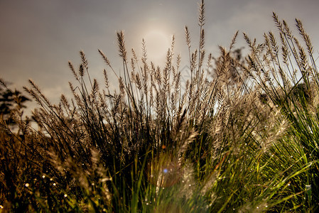 季节模糊摘要天然本底绿色草清晨在上方有美丽的布OK赫露珠BokehDew日出图片