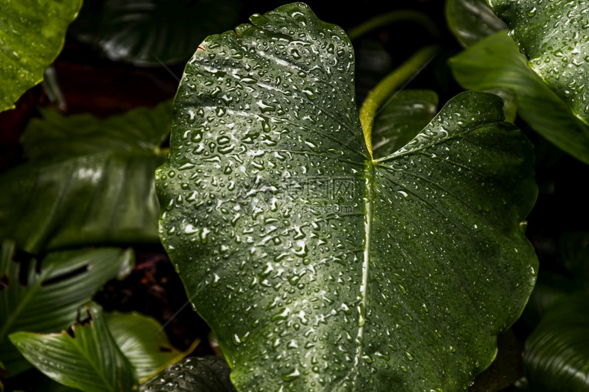 生长关闭Philodondronmelinonii青铜绿色背景叶上的水滴衬套白色图片