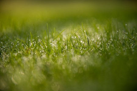 晴天季节草地摘要天然本底绿色草清晨在上方有美丽的布OK赫露珠BokehDew图片
